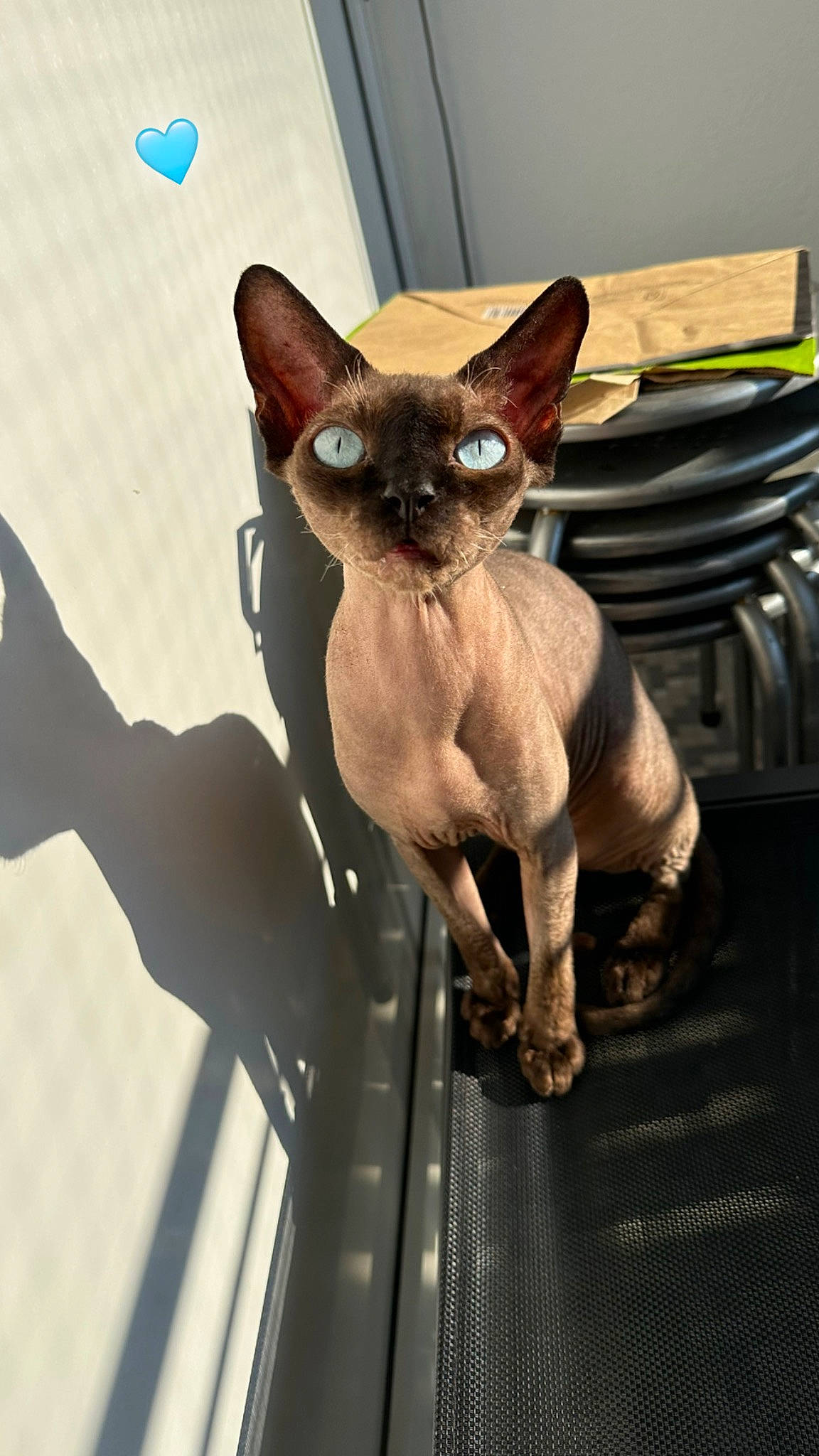 Titi participe au concours pour gagner de l'argent avec cette photo : carnivore, cat, dog_breed, fawn, felidae, fur, siamese, small_to_medium_sized_cats, snout, tail, terrestrial_animal, thai, tonkinese, whiskers