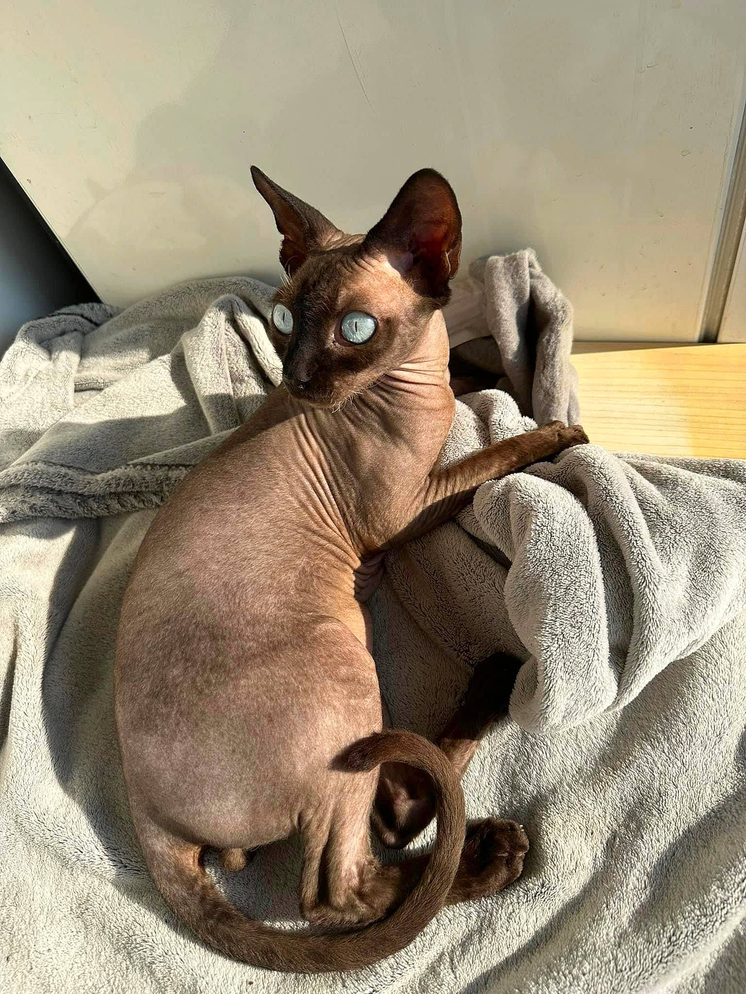 Titi participe au concours pour gagner de l'argent avec cette photo : balinese, brown, carnivore, cat, comfort, domestic_short_haired_cat, fawn, felidae, fur, grey, linens, liver, paw, siamese, small_to_medium_sized_cats, snout, tail, terrestrial_animal, thai, whiskers