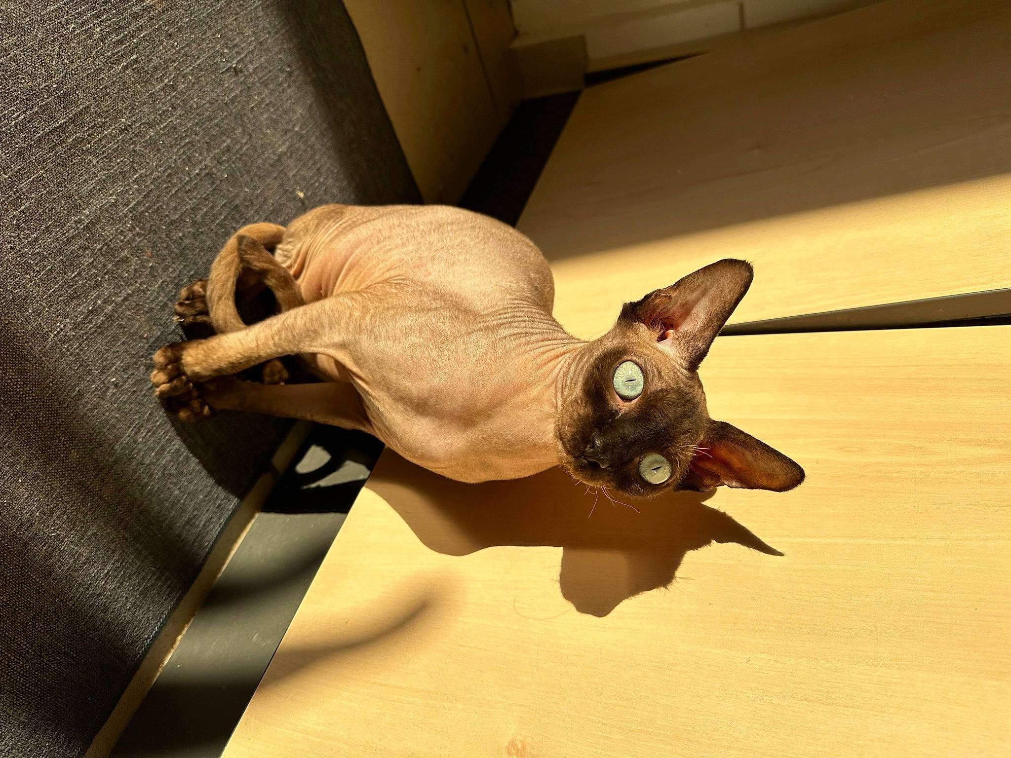 Titi a rejoint le concours — aidez-le/la à gagner de superbes lots ! bat, carnivore, cat, fawn, felidae, flooring, hardwood, metal, small_to_medium_sized_cats, tail, whiskers, wood