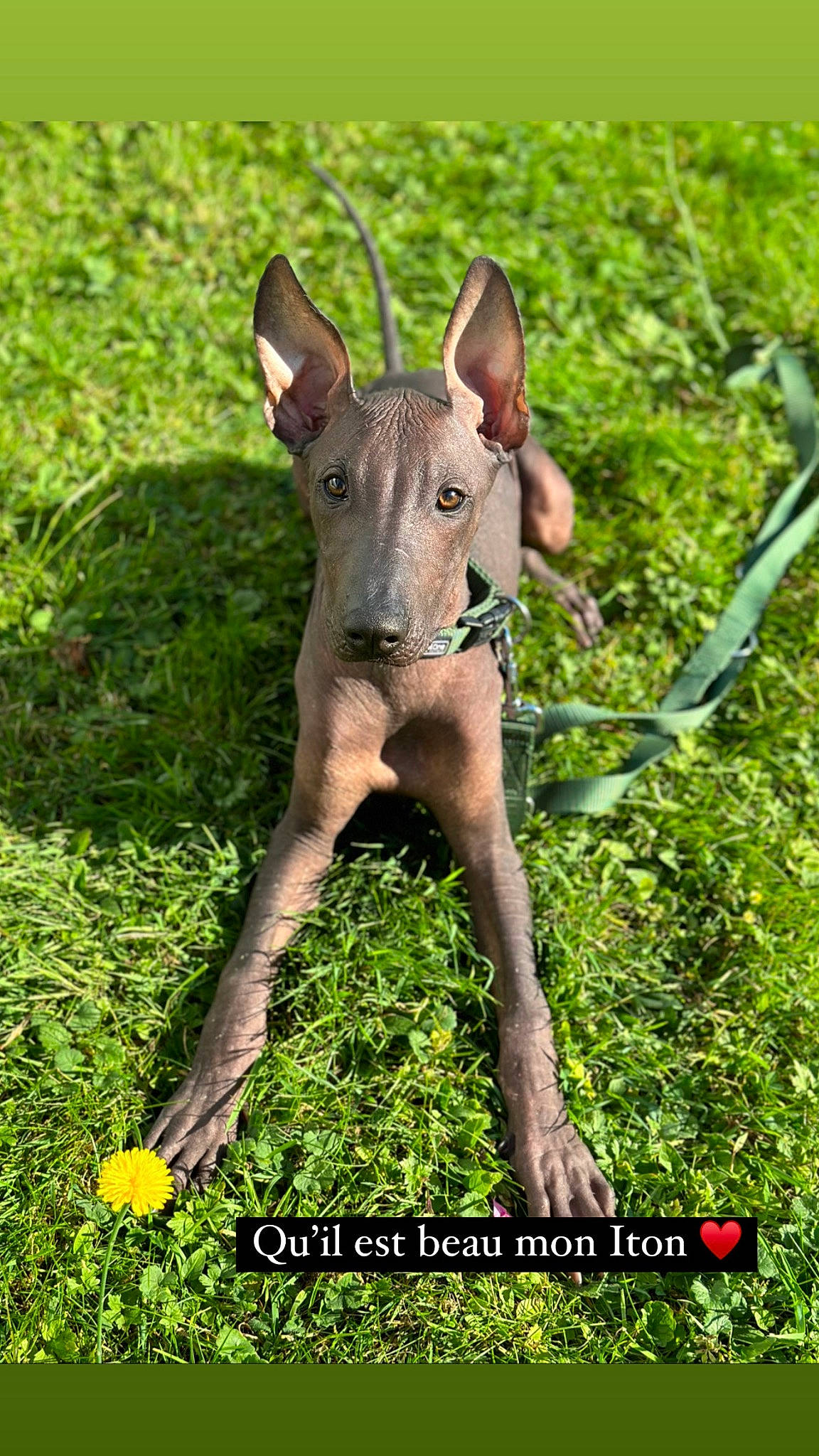 Iton participe au concours pour gagner de l'argent avec cette photo : canidae, carnivore, dog, dog_breed, fawn, grass, grassland, groundcover, hunting_dog, plant, snout, tail, terrestrial_animal, terrestrial_plant, wildlife