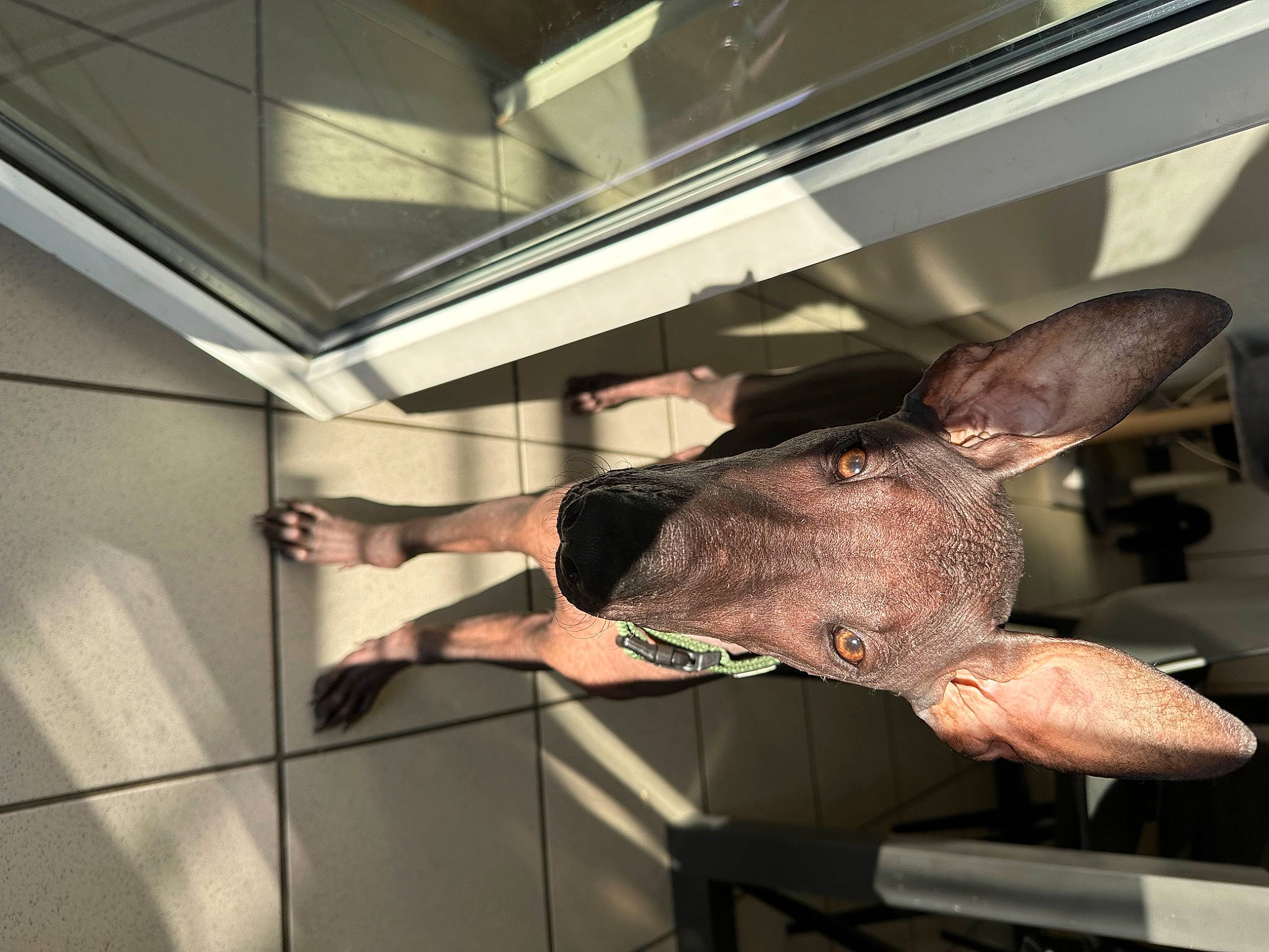 Iton a rejoint le concours — aidez-le/la à gagner de superbes lots ! ceiling, ear, fawn, flesh, glass, livestock, meat, metal, room, snout, working_animal