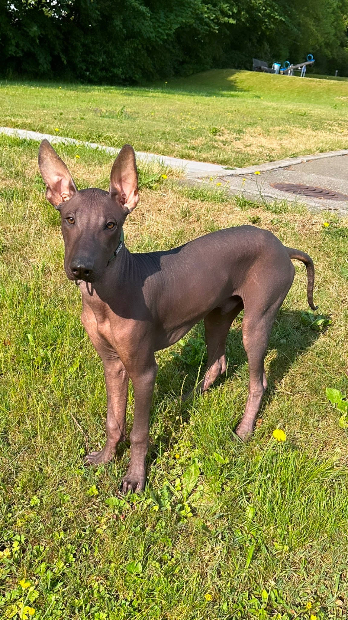 Iton participe au concours pour gagner de l'argent avec cette photo : canidae, carnivore, collar, companion_dog, dog, dog_breed, dog_collar, fawn, grass, liver, mexican_hairless_dog, plant, snout, sporting_group, tail, terrestrial_animal, terrestrial_plant, toy_dog, tree, working_animal