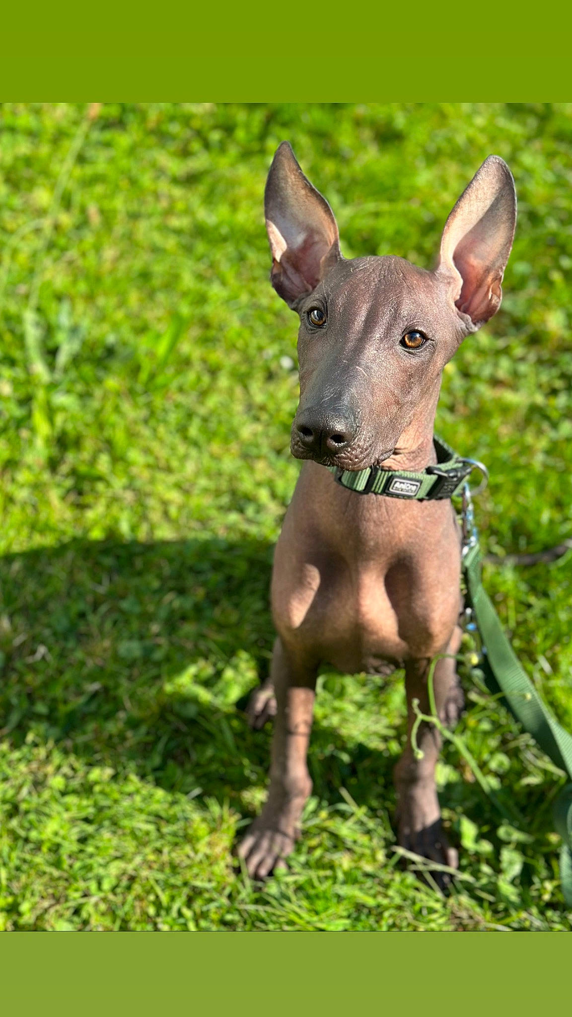 Iton participe au concours pour gagner de l'argent avec cette photo : canidae, carnivore, companion_dog, dog, dog_breed, fawn, grass, groundcover, liver, mexican_hairless_dog, plant, snout, sporting_group, tail, terrestrial_animal, terrestrial_plant, toy_dog, whiskers, wildlife, working_animal