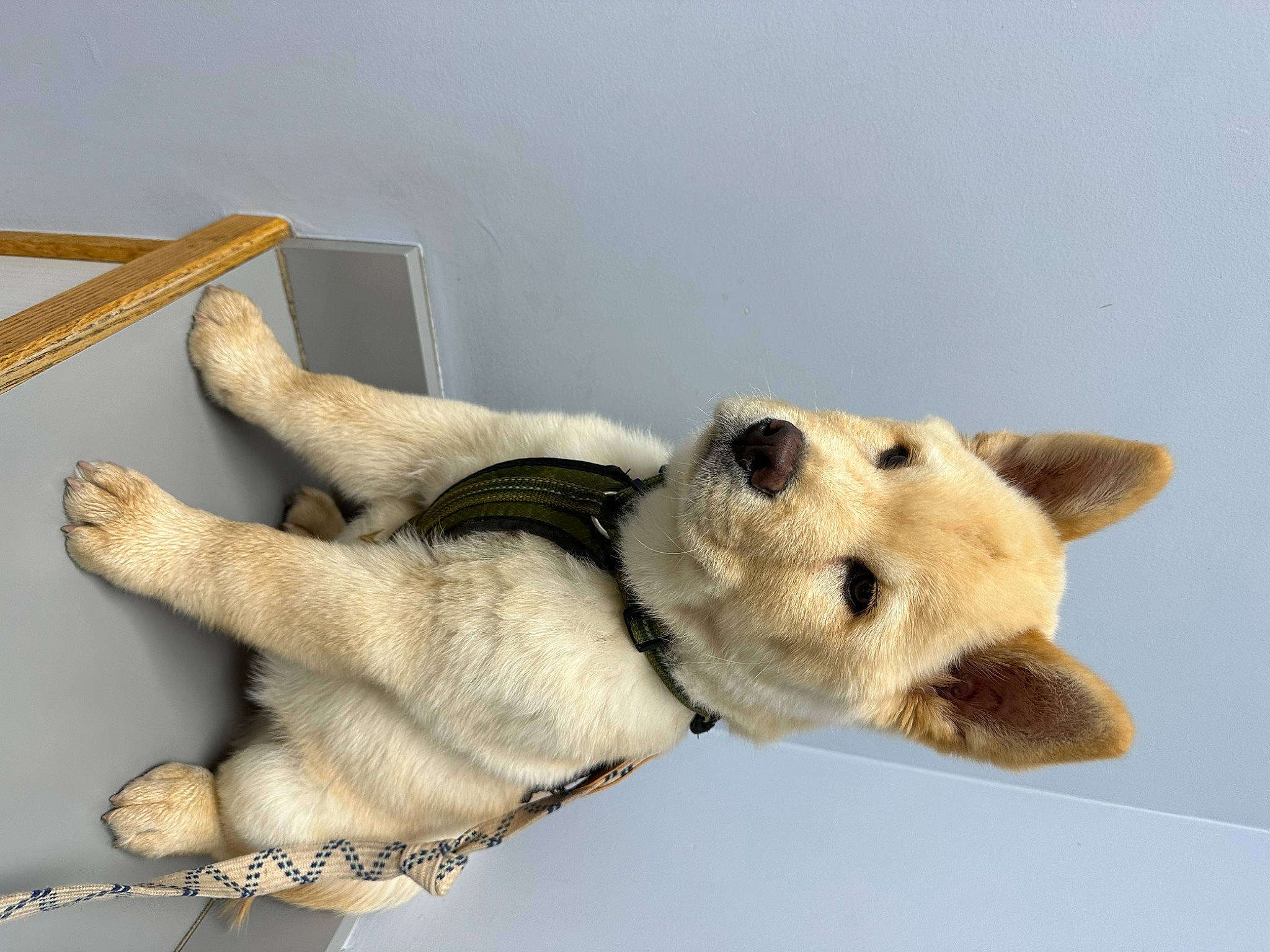 Astro is registered to the contest to win money with this photo: canidae, carnivore, collar, companion_dog, dog, dog_breed, dog_supply, fawn, fur, paw, snout, sporting_group, stuffed_toy, tail, terrestrial_animal, toy, whiskers, wildlife, wood, working_animal