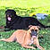 Tayson