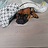Tayson a rejoint le concours — aidez-le/la à gagner de superbes lots ! animal, bed, bedding, bedroom, black_muzzle, blanket, boxer_dog, brown_fur, cozy, dog, duvet, eyes, face, indoors, lying_down, nose, paws, pet, portrait, sleeping