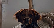 Ulysse Lefoyer a rejoint le concours — aidez-le/la à gagner de superbes lots ! dog, pet, indoor, blanket, couch, brown, white, fur, animal, resting, calm, wall, wood, decor, harness, closeup, portrait, comfortable, cozy, expression