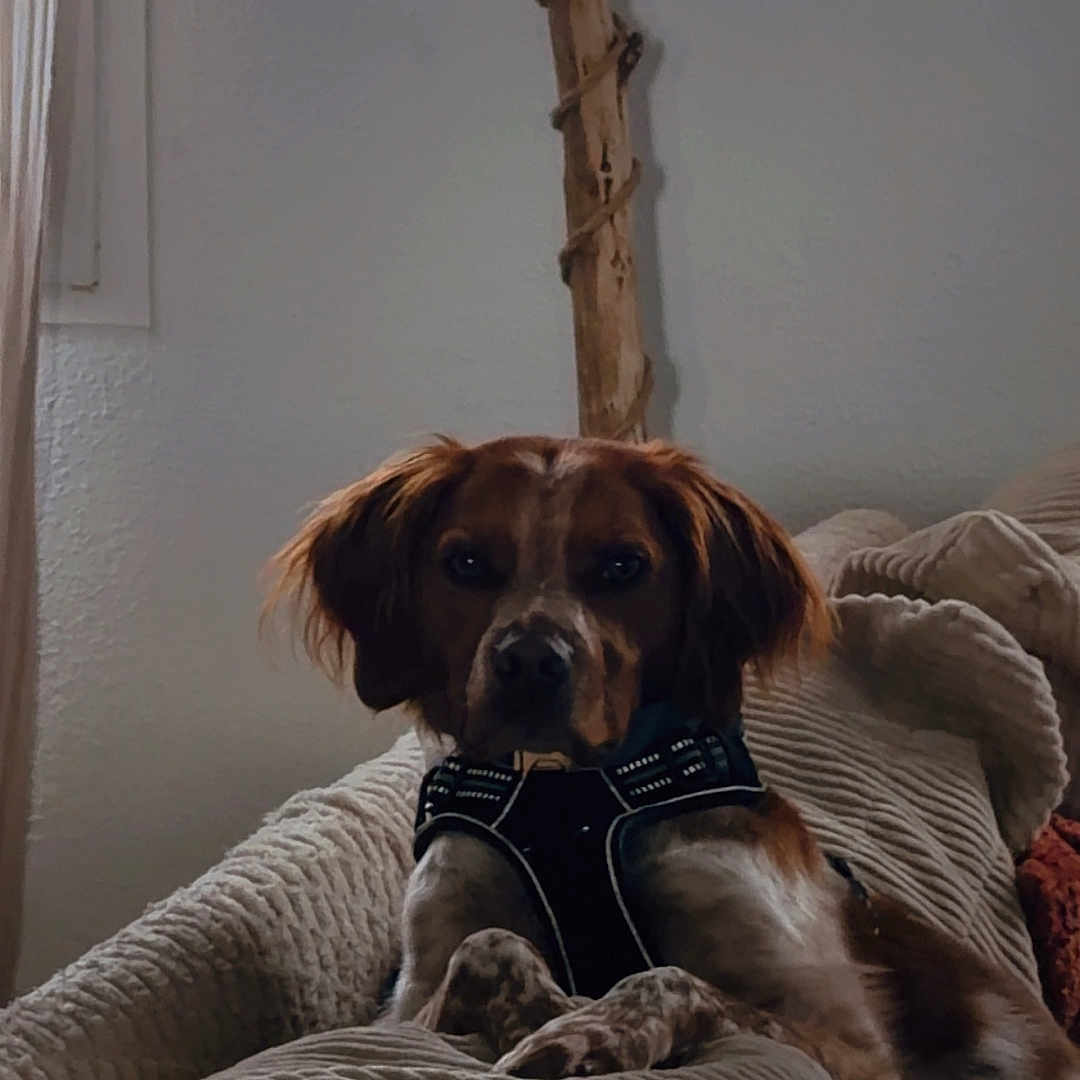 Ulysse Lefoyer a rejoint le concours — aidez-le/la à gagner de superbes lots ! dog, pet, indoor, blanket, couch, brown, white, fur, animal, resting, calm, wall, wood, decor, harness, closeup, portrait, comfortable, cozy, expression