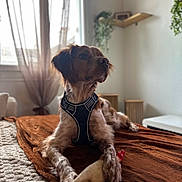 Ulysse Lefoyer a rejoint le concours — aidez-le/la à gagner de superbes lots ! dog, pet, indoor, blanket, toy, rubber_chicken, harness, window, curtains, bed, cozy, relaxed, furniture, plant, shelf, light, brown, white, fur, animal