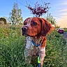 Ulysse Lefoyer participe au concours pour gagner de l'argent avec cette photo : dog, animal, pet, outdoor, grass, flower, collar, leash, sunset, tree, sky, nature, field, greenery, road, car, canine, closeup, portrait, leisure