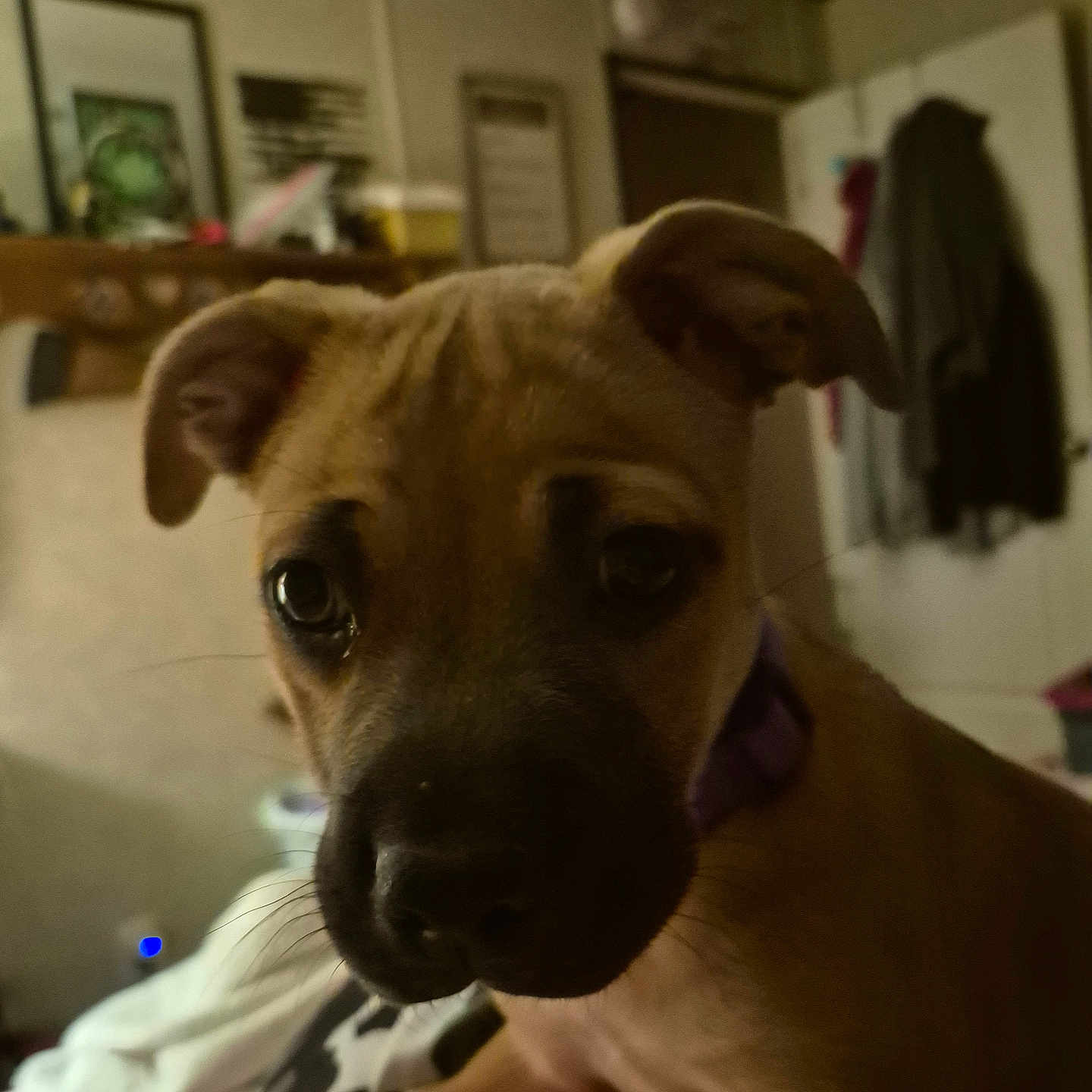 Sadie is registered to the contest to win money with this photo: animal, architecture, bed, bedroom, boxer, building, bulldog, cabinet, canine, couch, dog, furniture, hound, indoors, interiordesign, livingroom, pet, pitbull, puppy, room