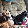 dog, cat, couch, blanket, pet, animal, indoor, relaxing, fur, friendship, brown_dog, black_cat, curious, cozy, companion, home, texture, colorful_blanket, resting, cute