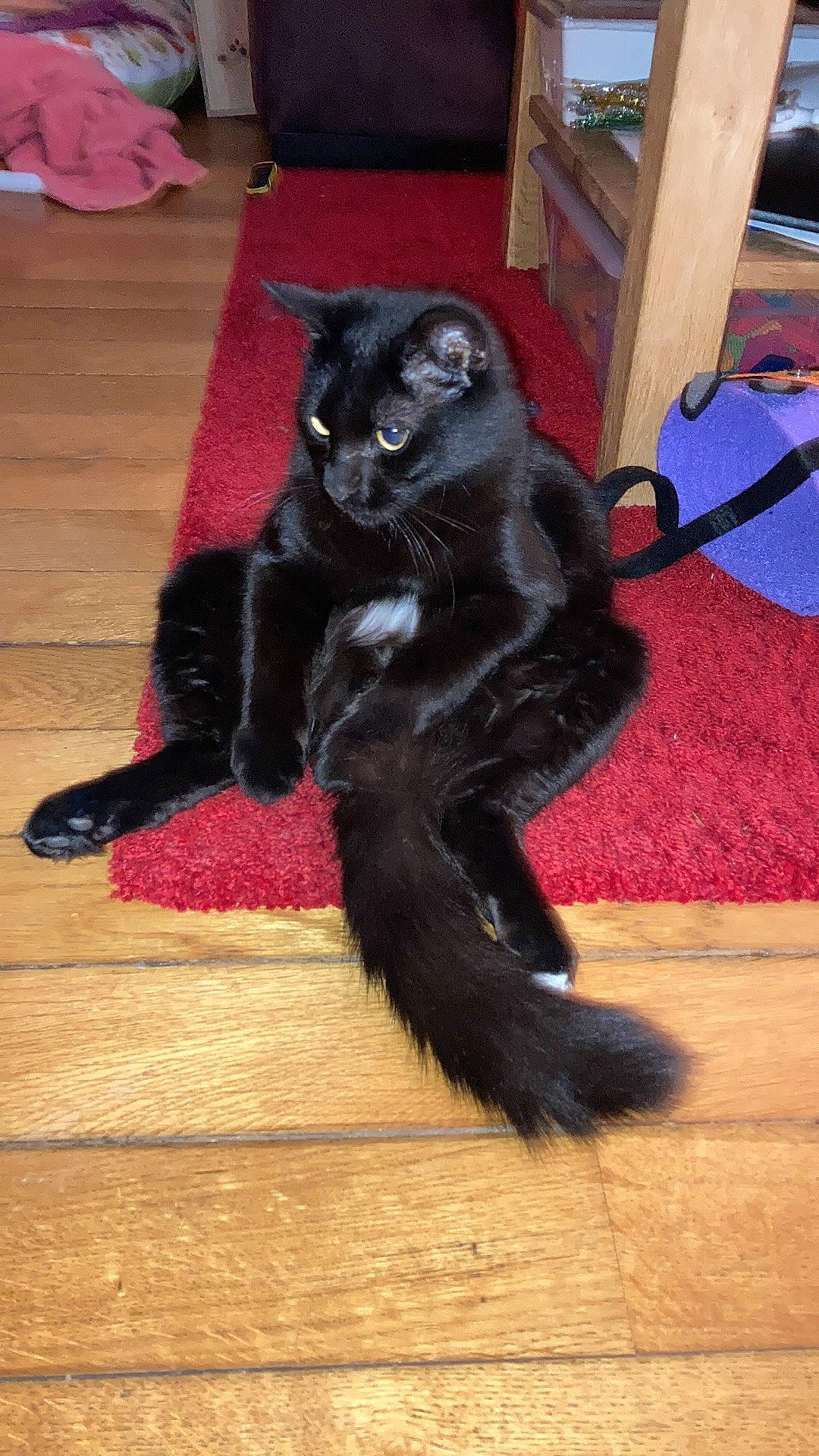 Jiji participe au concours pour gagner de l'argent avec cette photo : black_cat, bombay, carnivore, cat, claw, comfort, dog_breed, domestic_short_haired_cat, felidae, floor, flooring, fur, hardwood, small_to_medium_sized_cats, snout, tail, terrestrial_animal, whiskers, wood, wood_flooring