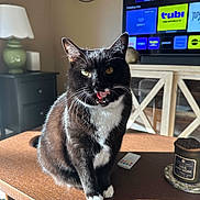 Purana joined the competition — help win amazing prizes! cat, tuxedo_cat, indoor, table, tongue_out, lamp, television, remote_control, candle, sunlight, wooden_table, furniture, cozy, living_room, black_and_white, pet, whiskers, reflection, houseplant, decor