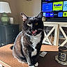 cat, tuxedo_cat, indoor, table, tongue_out, lamp, television, remote_control, candle, sunlight, wooden_table, furniture, cozy, living_room, black_and_white, pet, whiskers, reflection, houseplant, decor