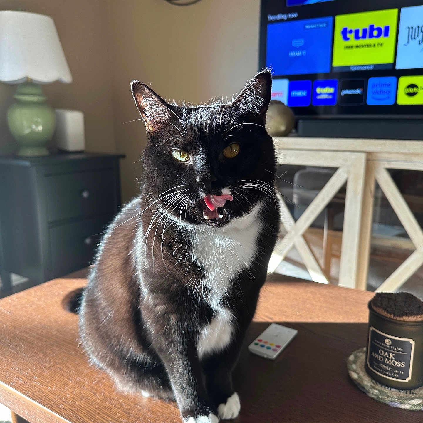 Purana joined the competition — help win amazing prizes! cat, tuxedo_cat, indoor, table, tongue_out, lamp, television, remote_control, candle, sunlight, wooden_table, furniture, cozy, living_room, black_and_white, pet, whiskers, reflection, houseplant, decor