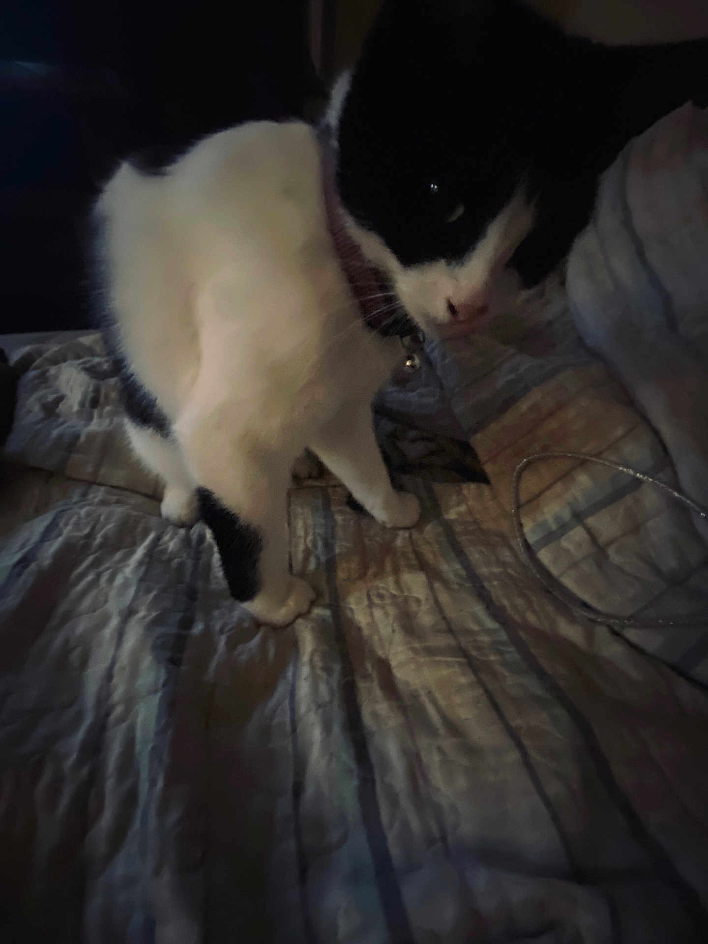 Rio is registered to the contest to win money with this photo: cat, black_and_white, pet, indoor, bed, quilt, collar, feline, animal, domestic, fur, whiskers, quiet, shadow, soft_light, curious, standing, bedroom, comfort, sleeping_area