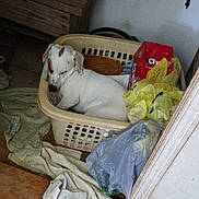 Scrapper is registered to the contest to win money with this photo: dog, sleeping, laundry_basket, white, brown_spots, towels, plastic_bags, clutter, indoor, floor, wooden_floor, resting, pet, domestic, quiet, relaxed, cozy, basket, stuffed, messy