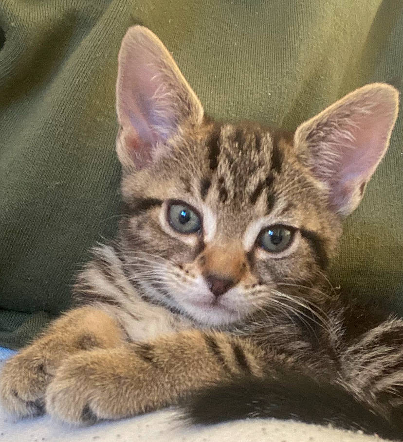 Nova joined the competition — help win amazing prizes! art, carnivore, cat, domestic_short_haired_cat, door, ear, felidae, fur, paint, painting, paw, sitting, small_to_medium_sized_cats, snout, terrestrial_animal, visual_arts, whiskers, wildlife, window