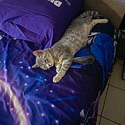 Alba participe au concours pour gagner de l'argent avec cette photo : animal, bed, blue, cat, comfort, cozy, domestic, fabric, feline, floor, indoor, pet, pillow, purple, relaxed, resting, sleepy, striped, tabby, tile