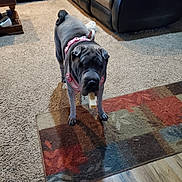 Tykie joined the competition — help win amazing prizes! dog, pet, indoor, carpet, rug, wood_floor, furniture, sofa, harness, bone, treat, living_room, cozy, wrinkly, standing, canine, animal, domestic, floor, household