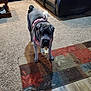 dog, pet, indoor, carpet, rug, wood_floor, furniture, sofa, harness, bone, treat, living_room, cozy, wrinkly, standing, canine, animal, domestic, floor, household