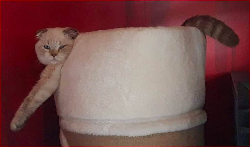 Ralph a rejoint le concours — aidez-le/la à gagner de superbes lots ! carnivore, cat, comfort, costume_hat, cylinder, domestic_short_haired_cat, fawn, felidae, fur, household_supply, linens, paper_product, paw, room, slipcover, small_to_medium_sized_cats, tail, whiskers, wool