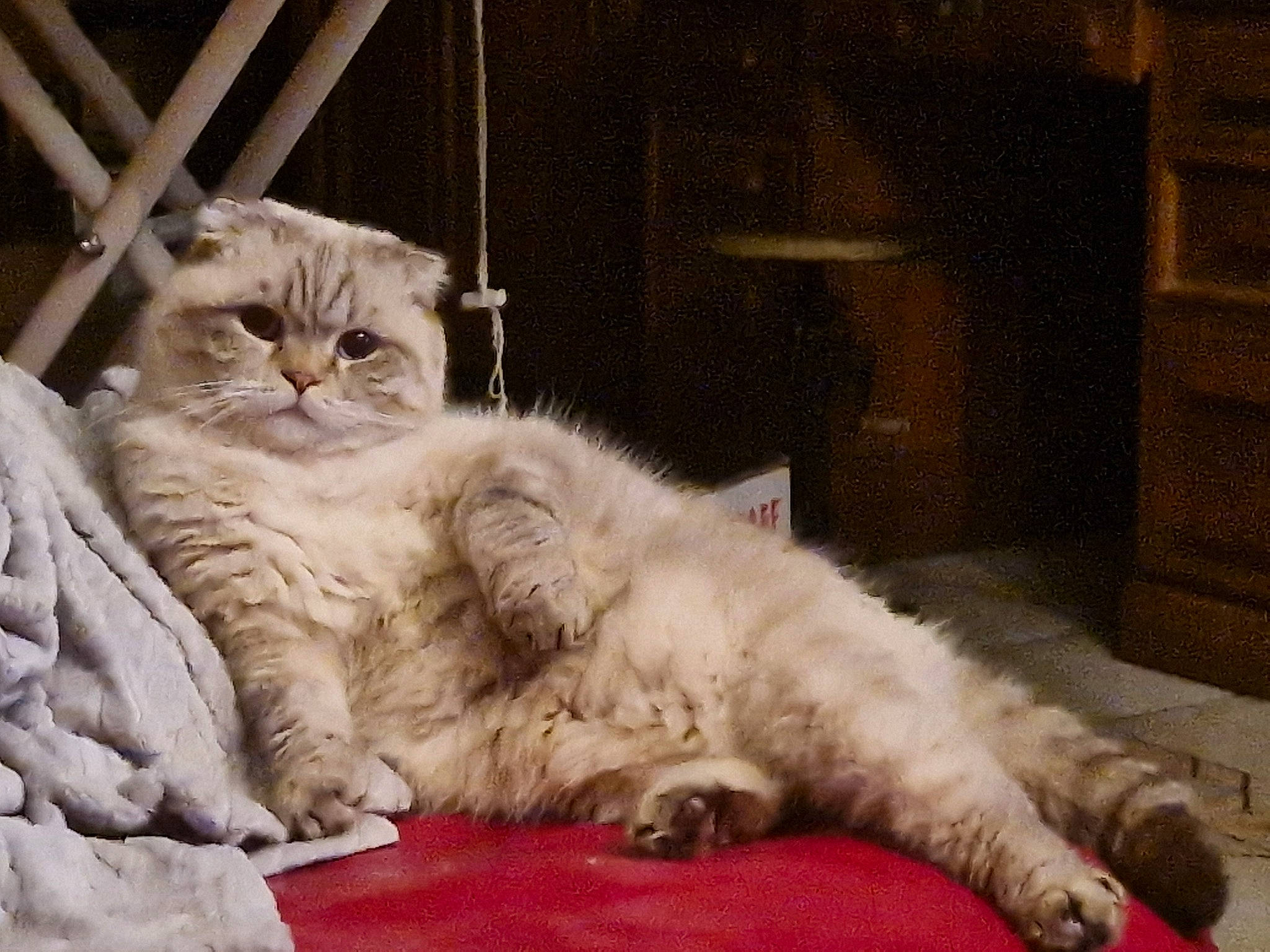 Ralph a rejoint le concours — aidez-le/la à gagner de superbes lots ! carnivore, cat, comfort, fawn, felidae, fur, paw, small_to_medium_sized_cats, terrestrial_animal, whiskers