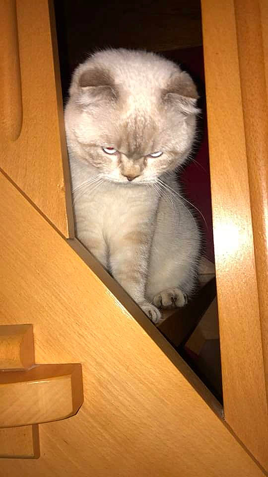 Ralph participe au concours pour gagner de l'argent avec cette photo : box, carnivore, cat, domestic_short_haired_cat, fawn, felidae, fur, hardwood, pet_supply, plank, plywood, room, small_to_medium_sized_cats, snout, tail, varnish, whiskers, window, wood, wood_stain