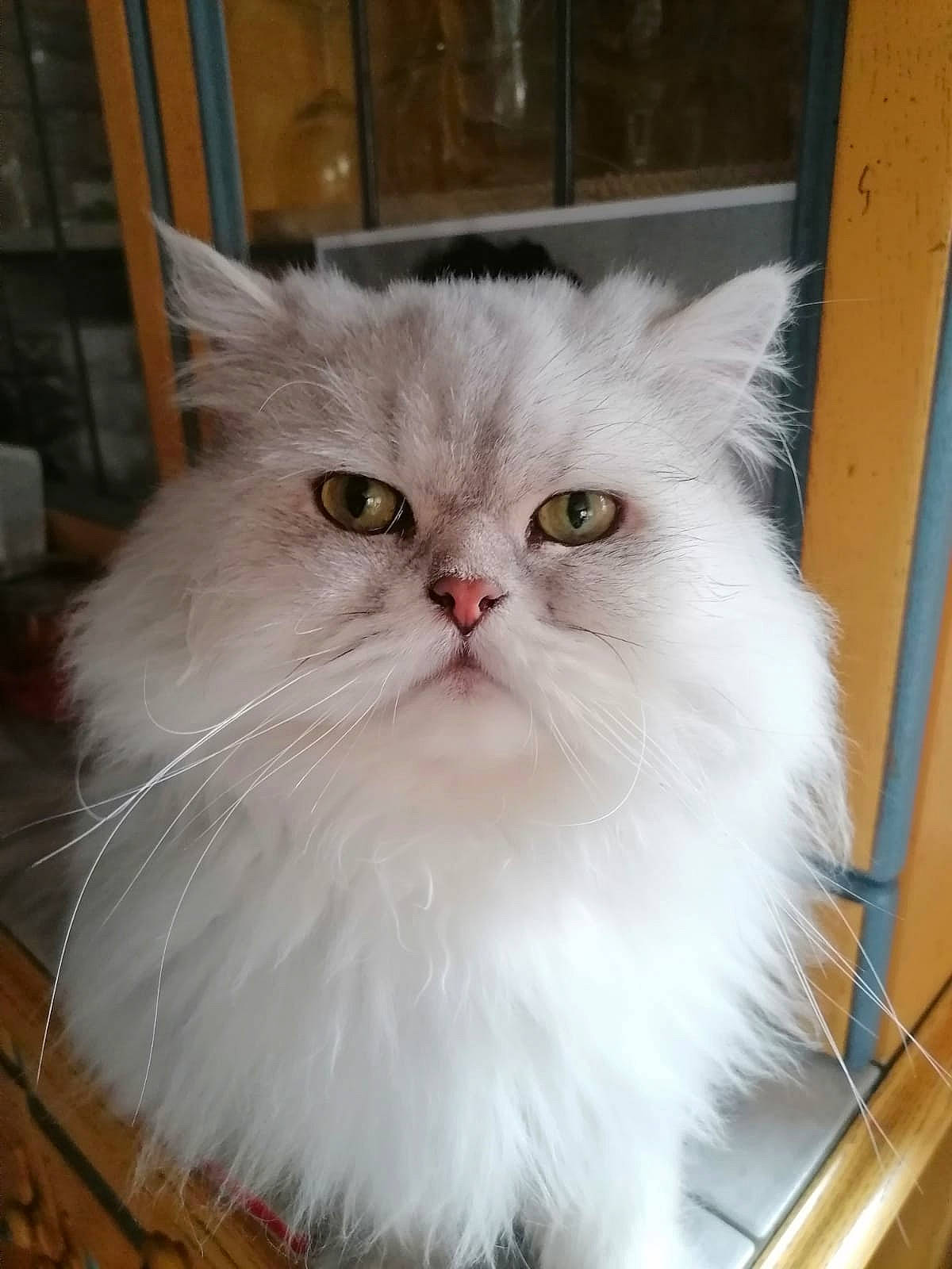 Shelby participe au concours pour gagner de l'argent avec cette photo : british_longhair, carnivore, cat, felidae, fur, persian, plant, small_to_medium_sized_cats, whiskers