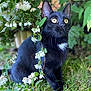 black_cat, cat, animal, pet, feline, yellow_eyes, white_patch, flowers, greenery, outdoor, grass, nature, plant, leaf, closeup, curious, sitting, whiskers, garden, daylight