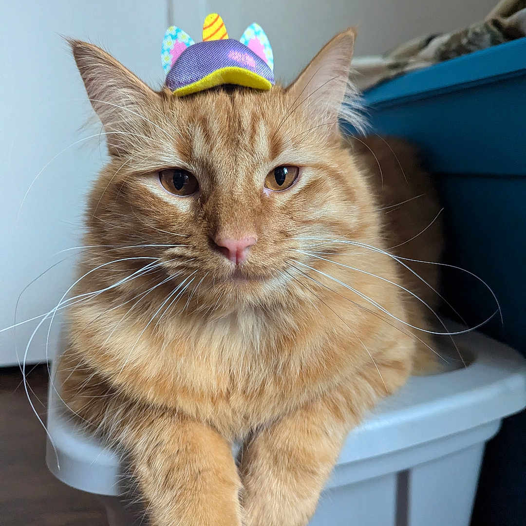 Mango joined the competition — help win amazing prizes! abyssinian, animal, bucket, cap, cat, clothing, cookware, hardhat, hardwood, hat, helmet, indoors, kitten, manx, partyhat, pet, plant, plywood, pottedplant, wood