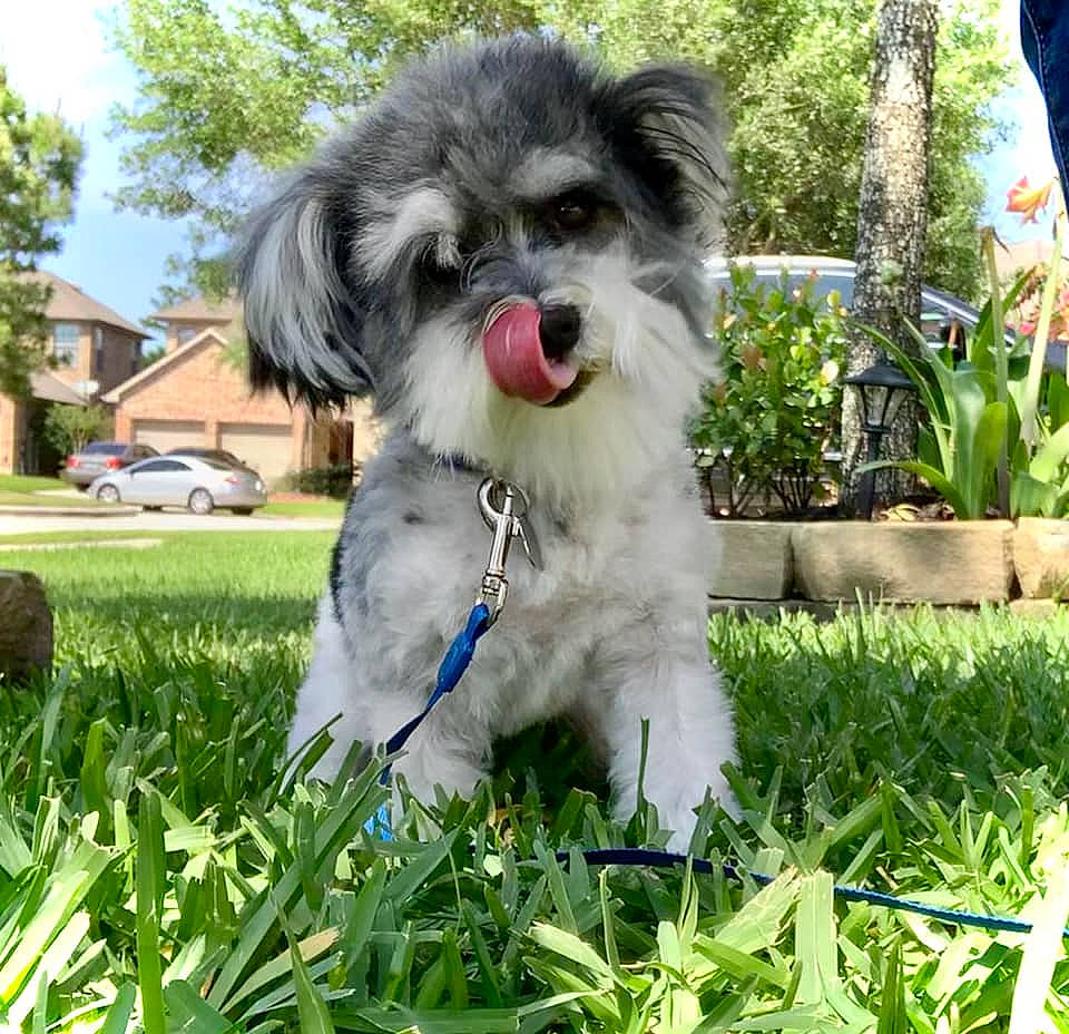 Judge joined the competition — help win amazing prizes! bolonka, canidae, carnivore, chinese_imperial_dog, companion_dog, dog, dog_breed, grass, havanese, kyi_leo, lowchen, mal_shi, maltepoo, maltese, mammal, morkie, puppy, schnoodle, shih_tzu, vertebrate