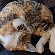 Pearl joined the competition — help win amazing prizes! animal, cat, closeup, cozy, curled_up, cute, domestic_cat, ear, feline, fur, indoor, lap, orange, paw, pet, relaxed, resting, sleeping, tabby, white