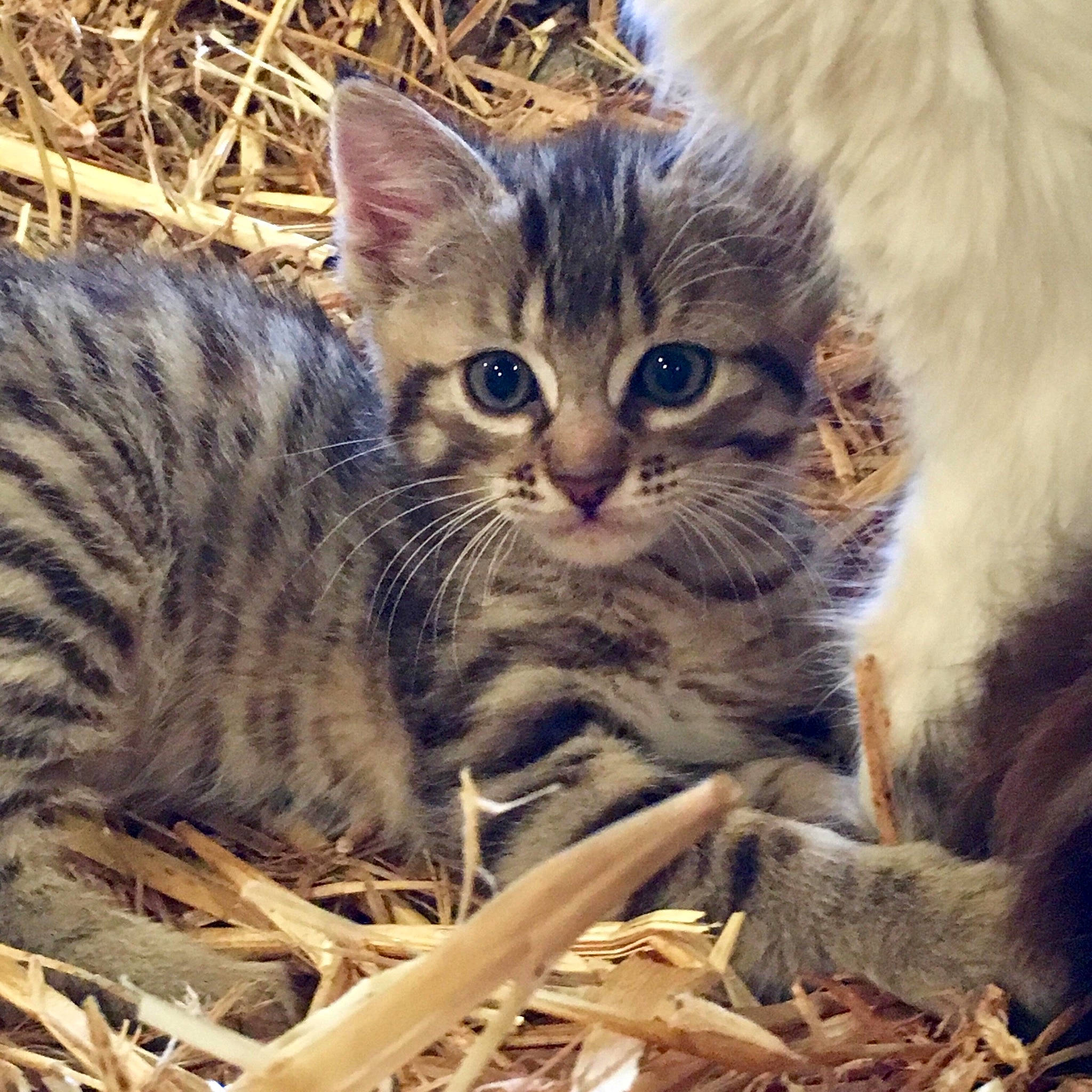 Radja participe au concours pour gagner de l'argent avec cette photo : american_shorthair, asian, bengal, carnivore, cat, domestic_short_haired_cat, dragon_li, european_shorthair, felidae, kitten, mammal, pixie_bob, rusty_spotted_cat, siberian, small_to_medium_sized_cats, tabby_cat, toyger, vertebrate, whiskers, wild_cat
