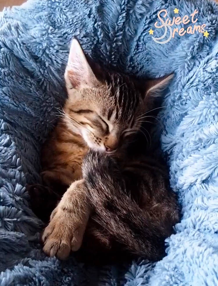 Radja participe au concours pour gagner de l'argent avec cette photo : american_wirehair, asian, california_spangled, carnivore, cat, domestic_short_haired_cat, dragon_li, european_shorthair, felidae, fur, kitten, nap, pixie_bob, sky, sleep, small_to_medium_sized_cats, snout, tabby_cat, whiskers, wild_cat