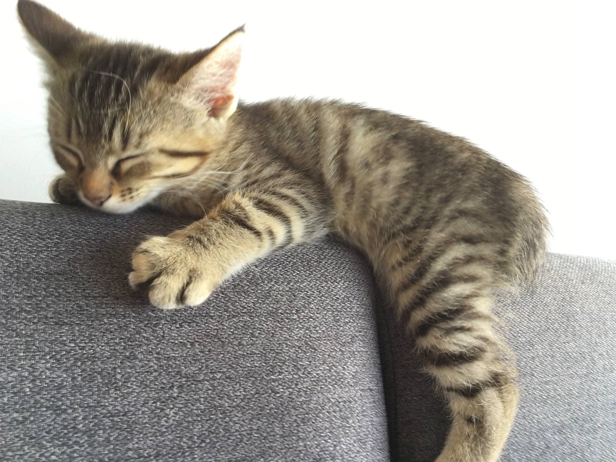 Radja a rejoint le concours — aidez-le/la à gagner de superbes lots ! american_shorthair, american_wirehair, asian, australian_mist, california_spangled, carnivore, cat, domestic_short_haired_cat, dragon_li, egyptian_mau, european_shorthair, felidae, kitten, mammal, ocicat, pixie_bob, small_to_medium_sized_cats, tabby_cat, vertebrate, whiskers