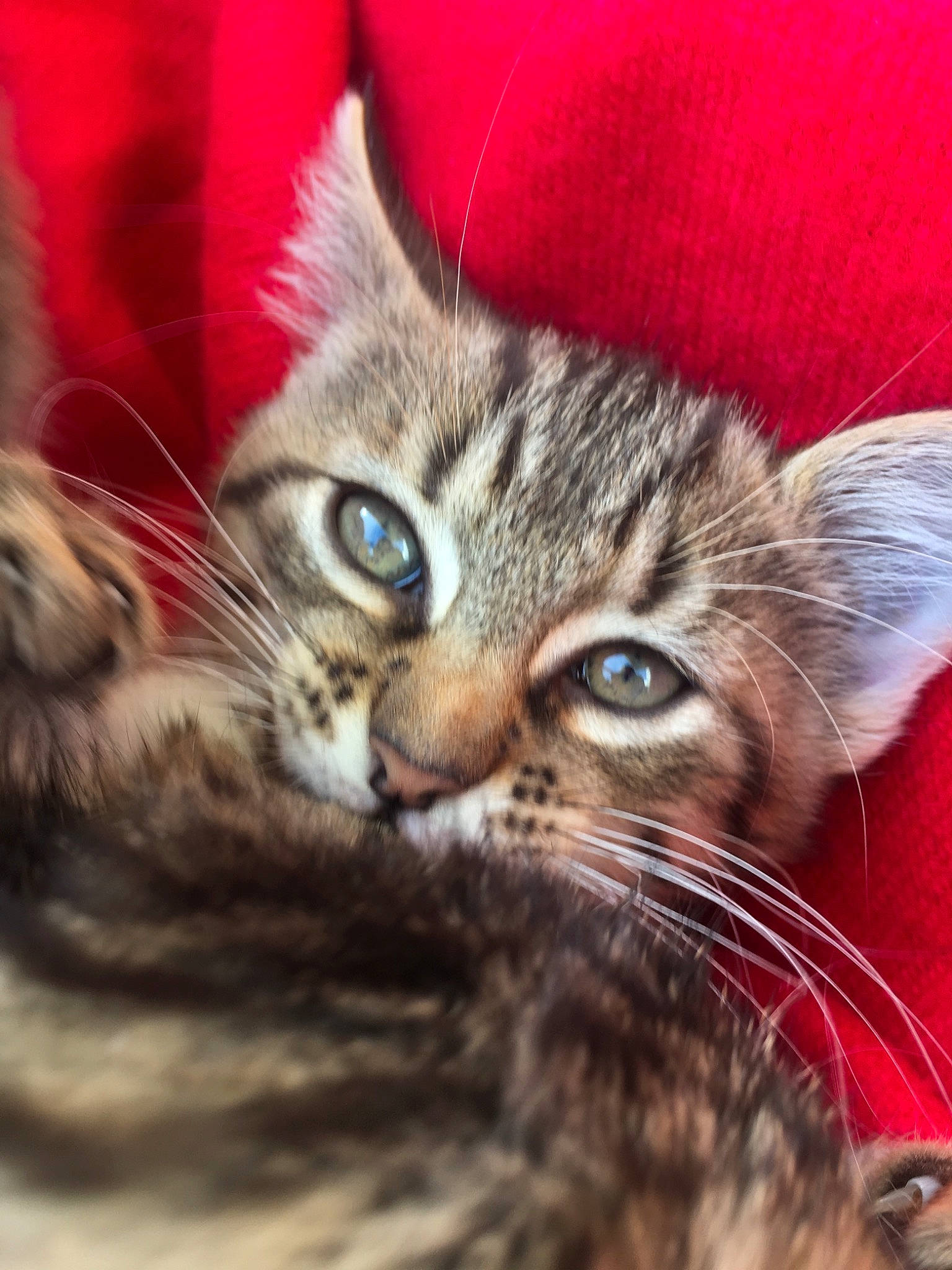 Radja a rejoint le concours — aidez-le/la à gagner de superbes lots ! american_curl, american_shorthair, asian, california_spangled, carnivore, cat, close_up, domestic_short_haired_cat, dragon_li, european_shorthair, felidae, fur, kitten, mammal, pixie_bob, small_to_medium_sized_cats, snout, tabby_cat, toyger, whiskers