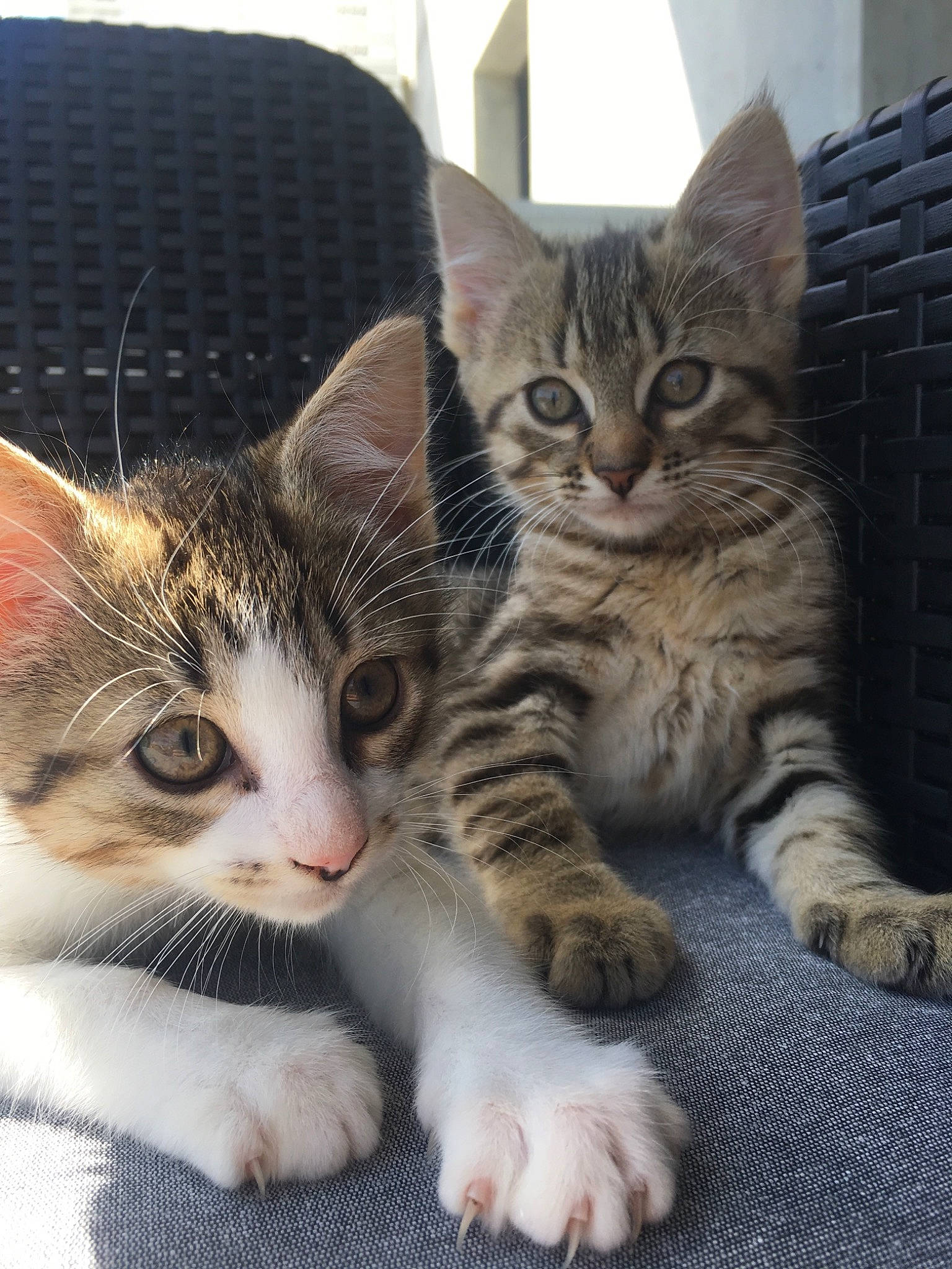 Radja Et Ruban a rejoint le concours — aidez-le/la à gagner de superbes lots ! aegean_cat, american_shorthair, american_wirehair, arabian_mau, asian, australian_mist, carnivore, cat, domestic_short_haired_cat, dragon_li, european_shorthair, felidae, kitten, mammal, polydactyl_cat, small_to_medium_sized_cats, snout, tabby_cat, vertebrate, whiskers