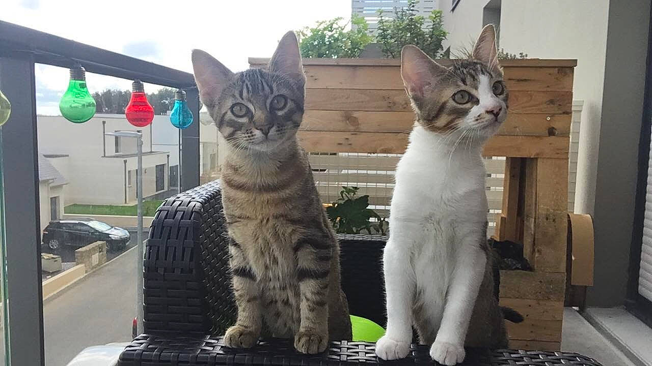 Radja Et Ruban a rejoint le concours — aidez-le/la à gagner de superbes lots ! aegean_cat, american_wirehair, arabian_mau, asian, carnivore, cat, domestic_short_haired_cat, egyptian_mau, european_shorthair, felidae, german_rex, kitten, mammal, polydactyl_cat, small_to_medium_sized_cats, tabby_cat, tail, vertebrate, whiskers