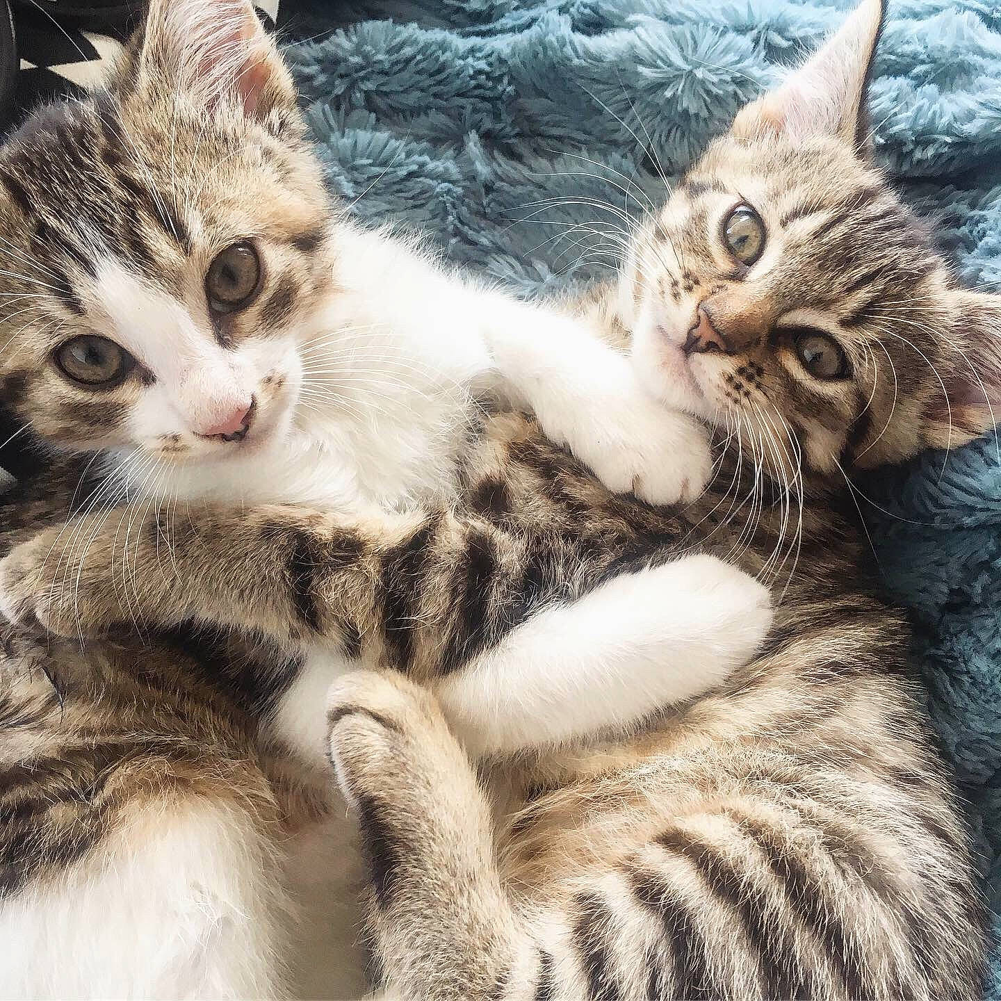 Radja Et Ruban a rejoint le concours — aidez-le/la à gagner de superbes lots ! aegean_cat, american_shorthair, american_wirehair, asian, california_spangled, carnivore, cat, domestic_short_haired_cat, dragon_li, egyptian_mau, european_shorthair, felidae, fur, kitten, mammal, small_to_medium_sized_cats, sokoke, tabby_cat, vertebrate, whiskers