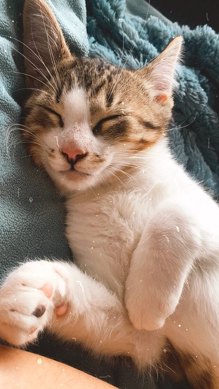 Ruban a rejoint le concours — aidez-le/la à gagner de superbes lots ! aegean_cat, american_wirehair, asian, carnivore, cat, domestic_short_haired_cat, european_shorthair, felidae, fur, kitten, mammal, paw, polydactyl_cat, small_to_medium_sized_cats, snout, tabby_cat, whiskers