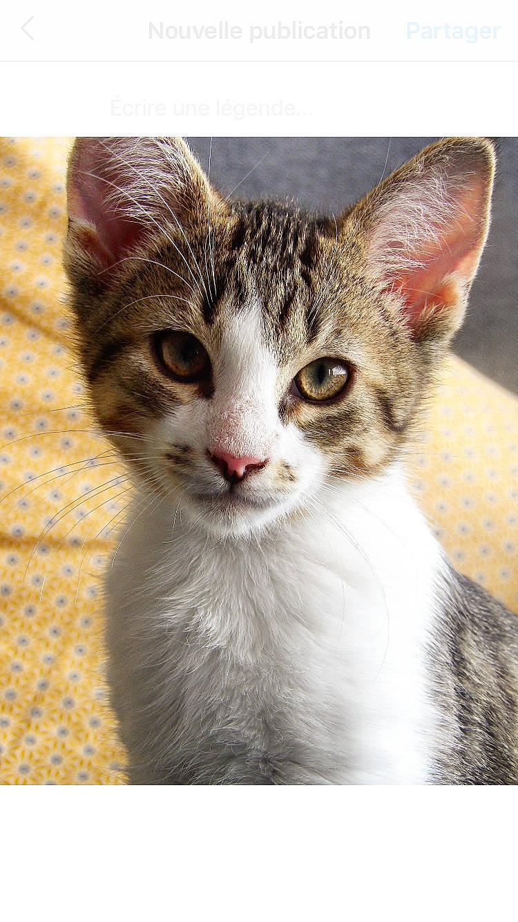 Ruban participe au concours pour gagner de l'argent avec cette photo : aegean_cat, american_shorthair, american_wirehair, arabian_mau, asian, australian_mist, carnivore, cat, domestic_short_haired_cat, egyptian_mau, european_shorthair, felidae, kitten, mammal, small_to_medium_sized_cats, snout, tabby_cat, whiskers