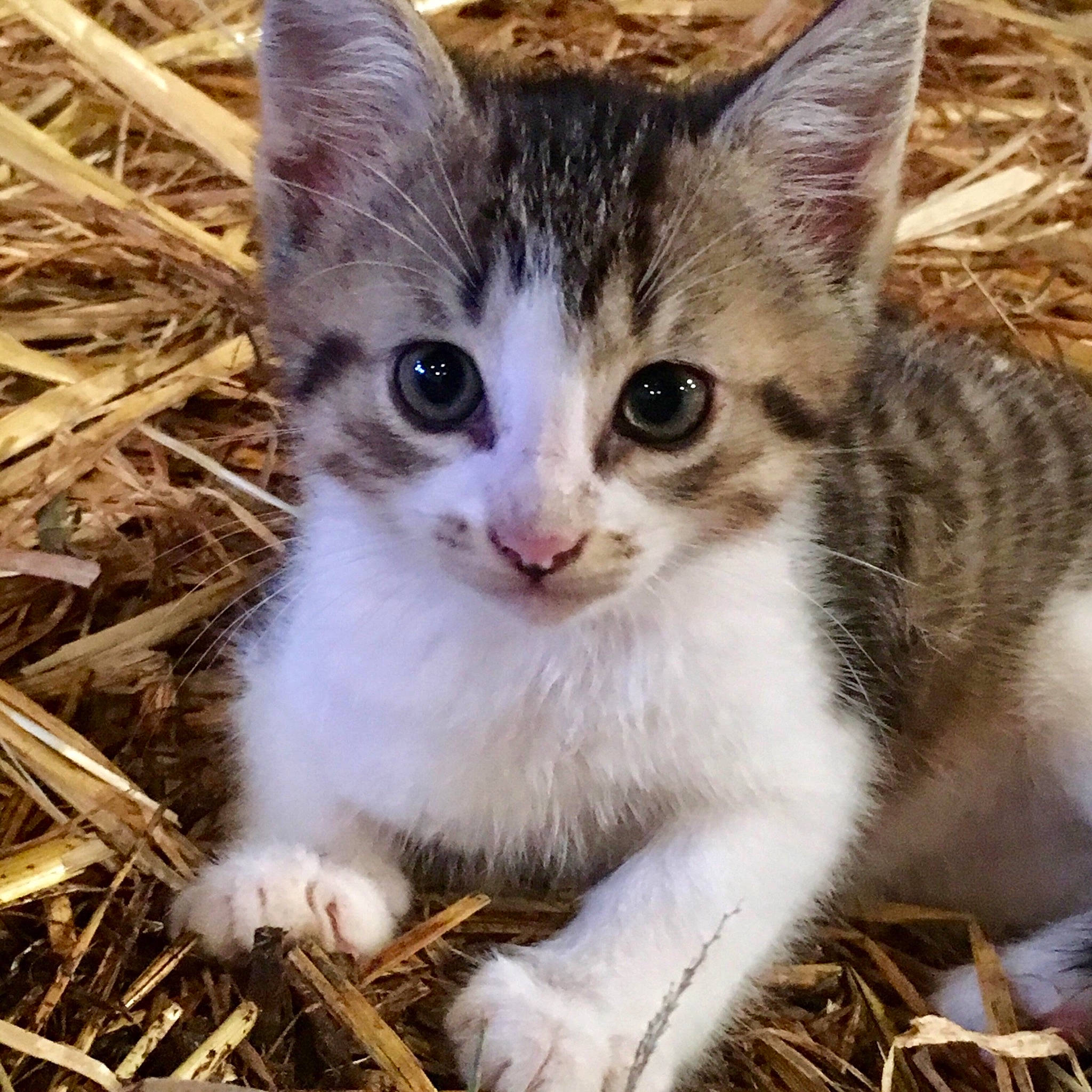 Ruban a rejoint le concours — aidez-le/la à gagner de superbes lots ! aegean_cat, american_wirehair, asian, carnivore, cat, domestic_short_haired_cat, european_shorthair, fawn, felidae, grass, kitten, mammal, polydactyl_cat, small_to_medium_sized_cats, tabby_cat, vertebrate, whiskers