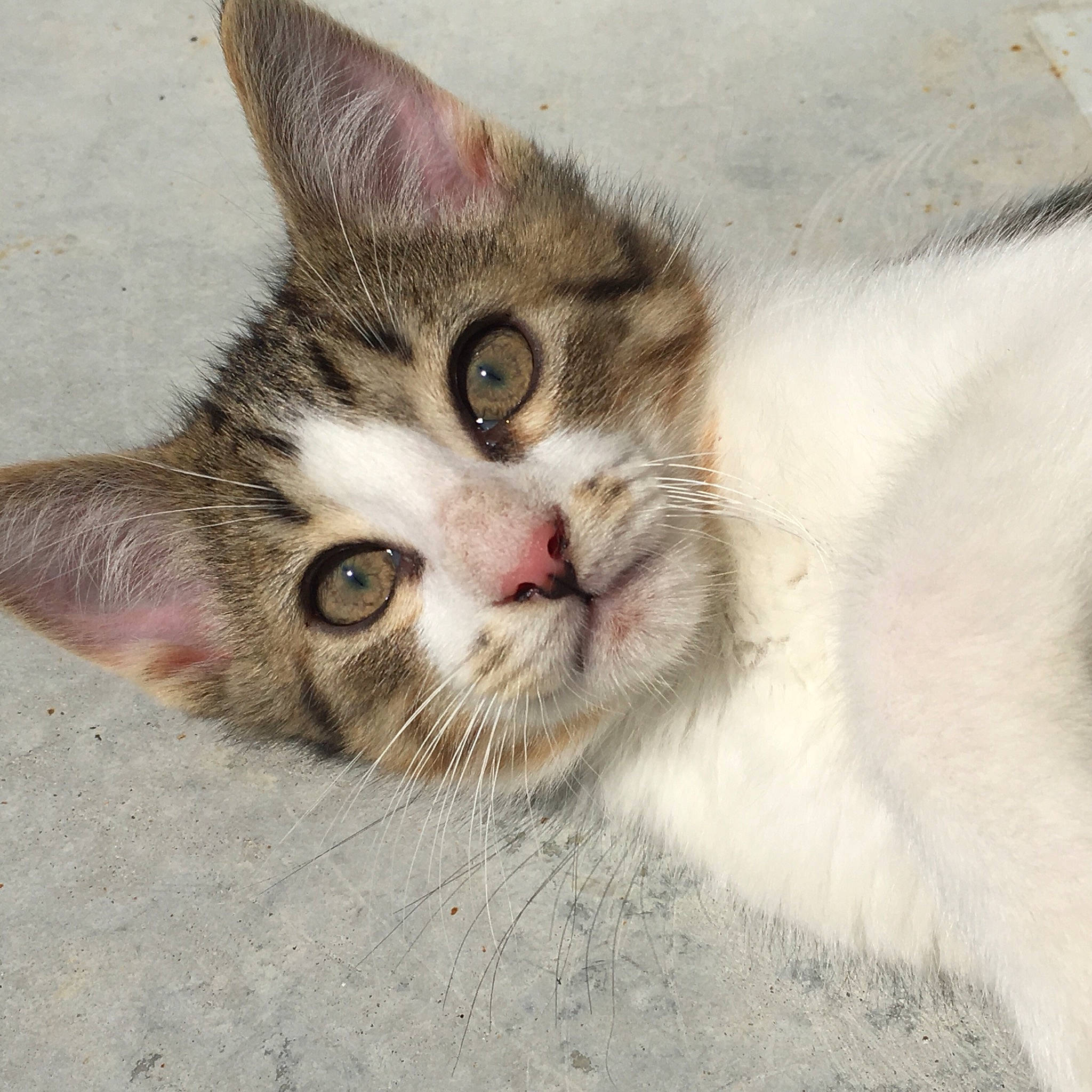 Ruban a rejoint le concours — aidez-le/la à gagner de superbes lots ! aegean_cat, american_wirehair, asian, carnivore, cat, close_up, domestic_short_haired_cat, dragon_li, ear, european_shorthair, eye, felidae, fur, kitten, mammal, nose, small_to_medium_sized_cats, snout, tabby_cat, whiskers