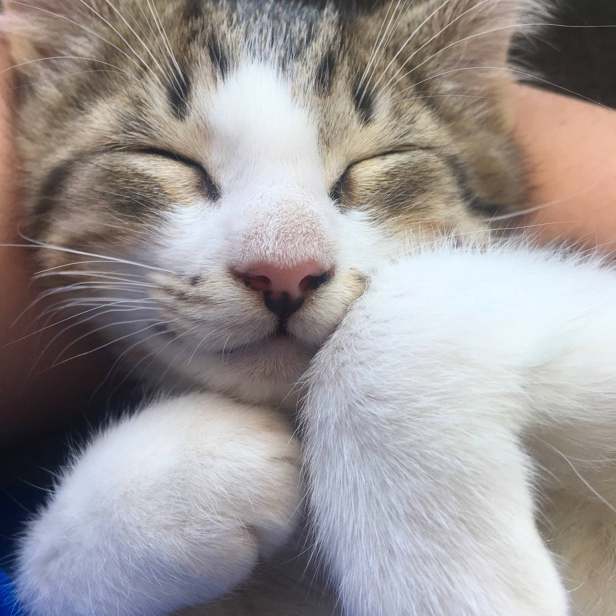 Ruban a rejoint le concours — aidez-le/la à gagner de superbes lots ! aegean_cat, american_curl, american_wirehair, carnivore, cat, domestic_short_haired_cat, european_shorthair, felidae, fur, kitten, mammal, nose, paw, polydactyl_cat, small_to_medium_sized_cats, snout, whiskers