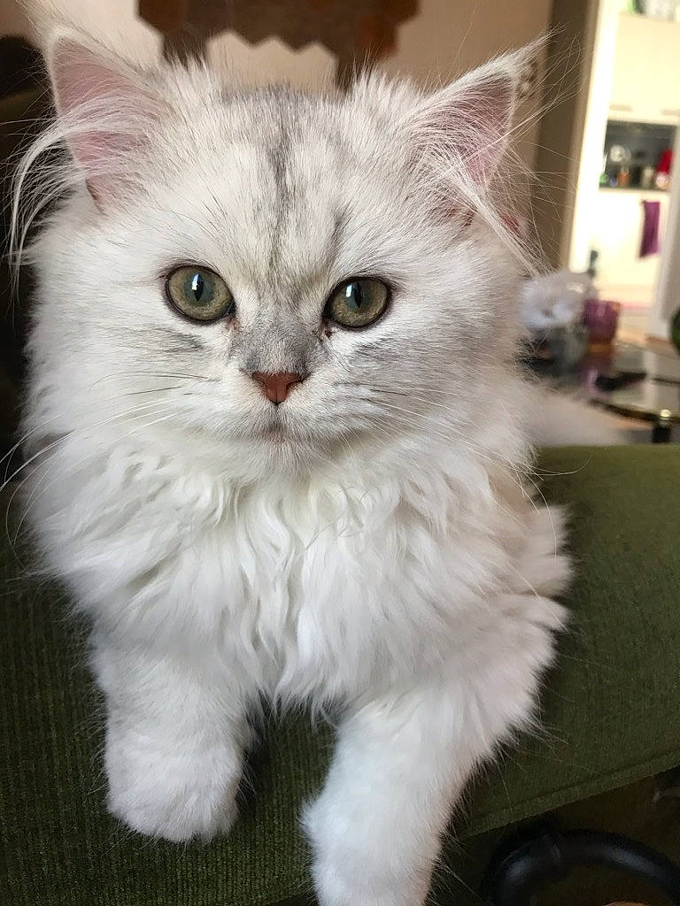 Roméo a rejoint le concours — aidez-le/la à gagner de superbes lots ! british_longhair, carnivore, cat, fawn, felidae, fur, small_to_medium_sized_cats, snout, tail, whiskers