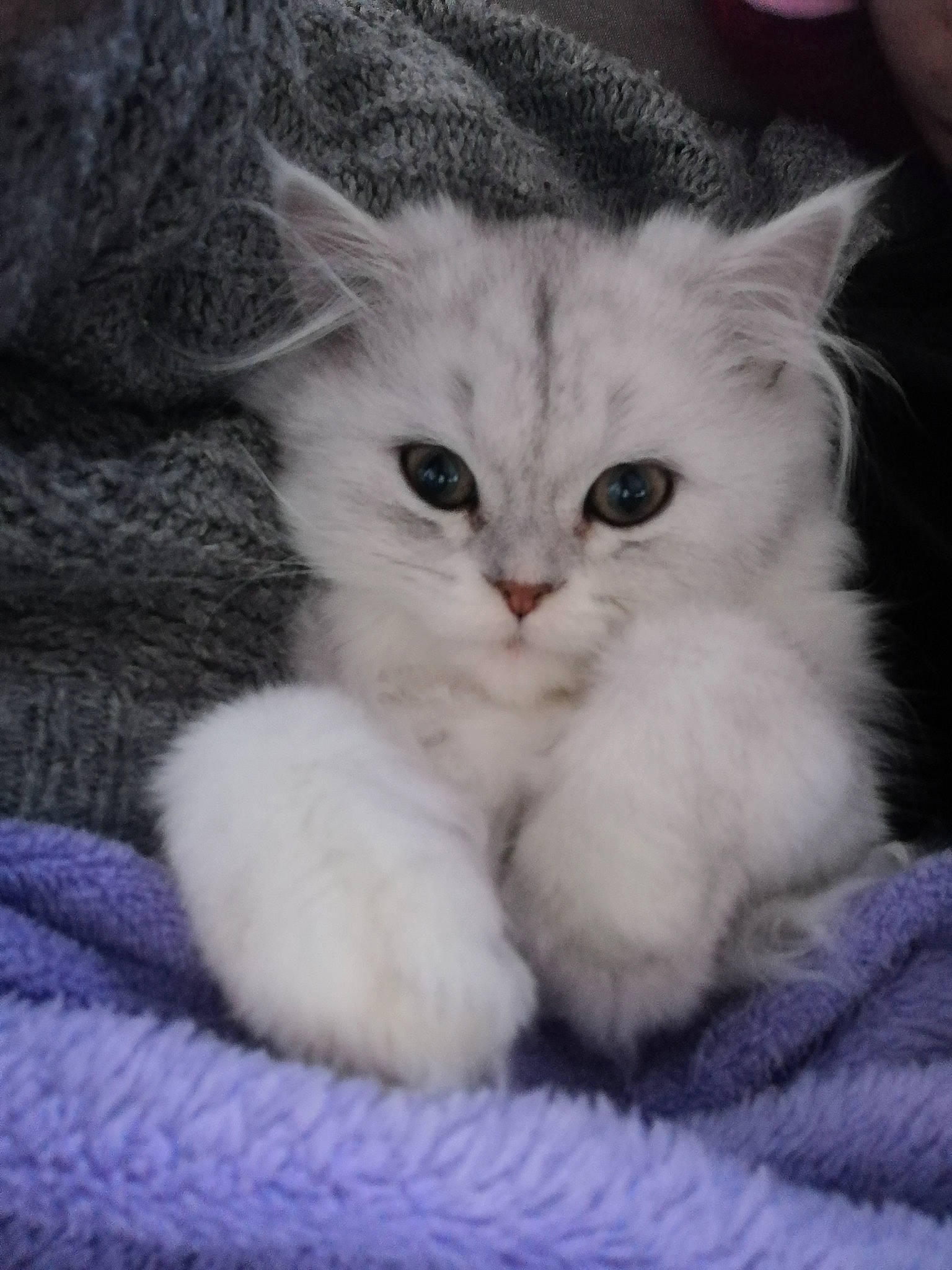 Roméo participe au concours pour gagner de l'argent avec cette photo : carnivore, cat, claw, comfort, electric_blue, eye, fawn, felidae, fur, paw, ragdoll, small_to_medium_sized_cats, snout, tail, terrestrial_animal, whiskers