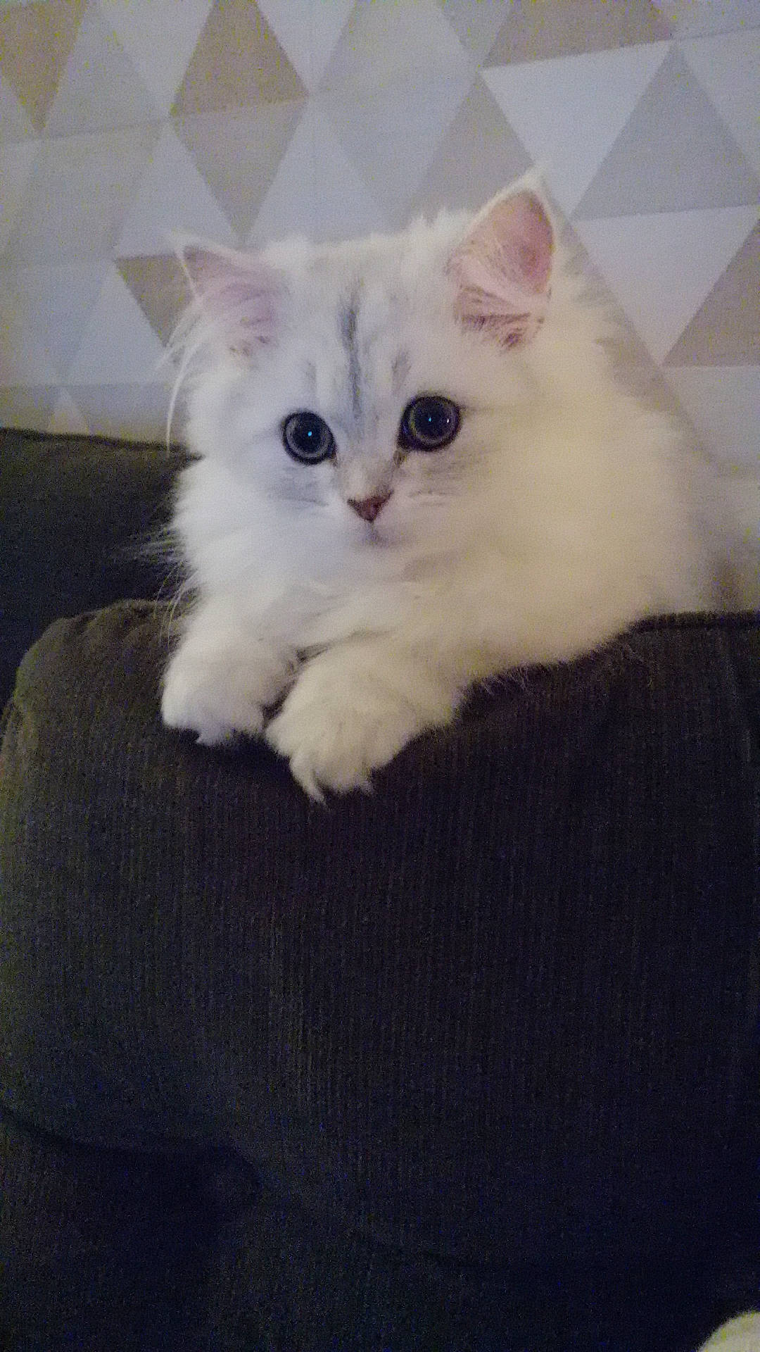 Roméo participe au concours pour gagner de l'argent avec cette photo : carnivore, cat, comfort, felidae, fur, paw, small_to_medium_sized_cats, snout, tail, terrestrial_animal, whiskers