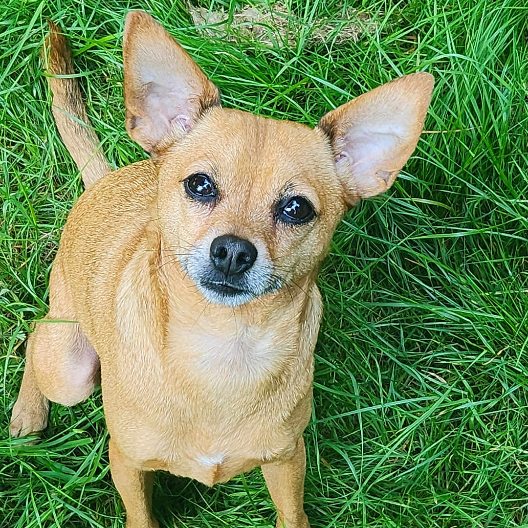 Tupac joined the competition — help win amazing prizes! animal, bulldog, canine, chihuahua, deer, dog, field, grass, grassland, green, herbal, herbs, lawn, nature, outdoors, pet, plant, puppy, vegetation, whitedog